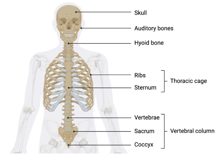 <p>Components of axial skeleton</p>