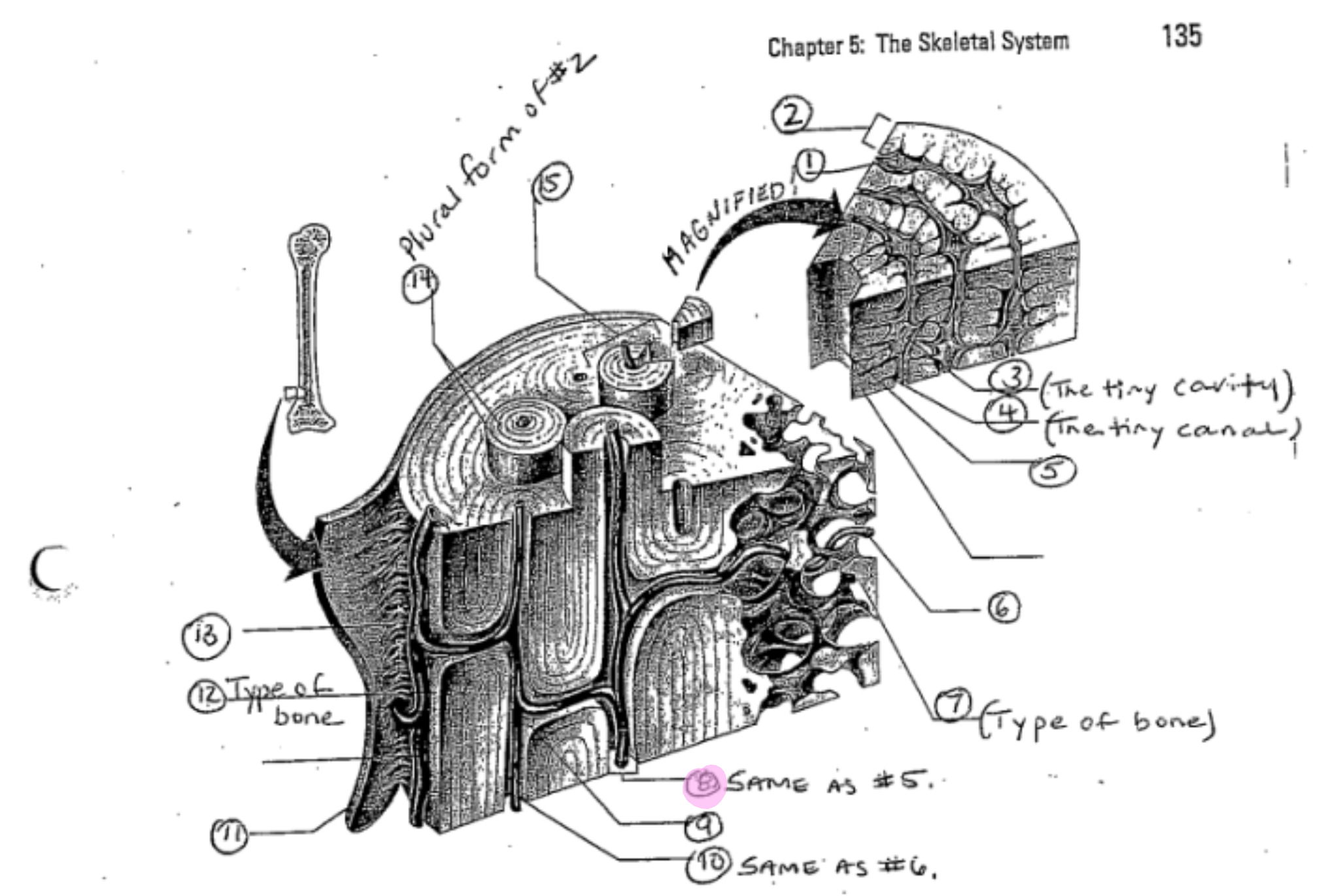 term image