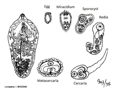 <p>what genus does this depict</p>