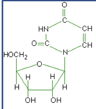 <p>What macromolecule is this?</p>