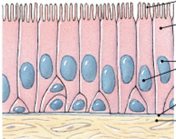 <p>Which classes of epithelium is:</p><ul><li><p>Single layer of irregular ciliated cells, goblet cells (protection, secretion, ciliary movement)</p></li><li><p><em>Linings of respiratory passage</em>.</p></li></ul><p></p>