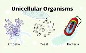 <p>Organism made up of a single cell.</p>