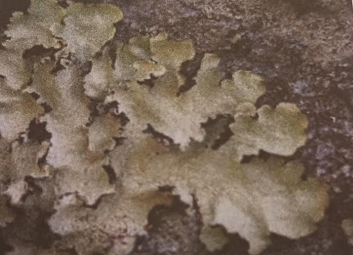 <p>What type of lichen is this?</p>