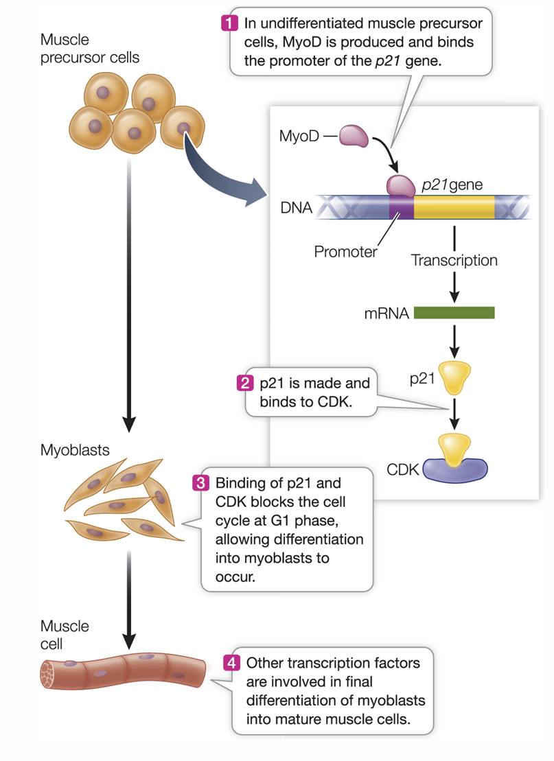 <ul><li><p>transcription factors fist inhibit cell division, the first step in differentiation</p></li><li><p>other transcription factors control the other processes of differentiation</p></li></ul><p></p>