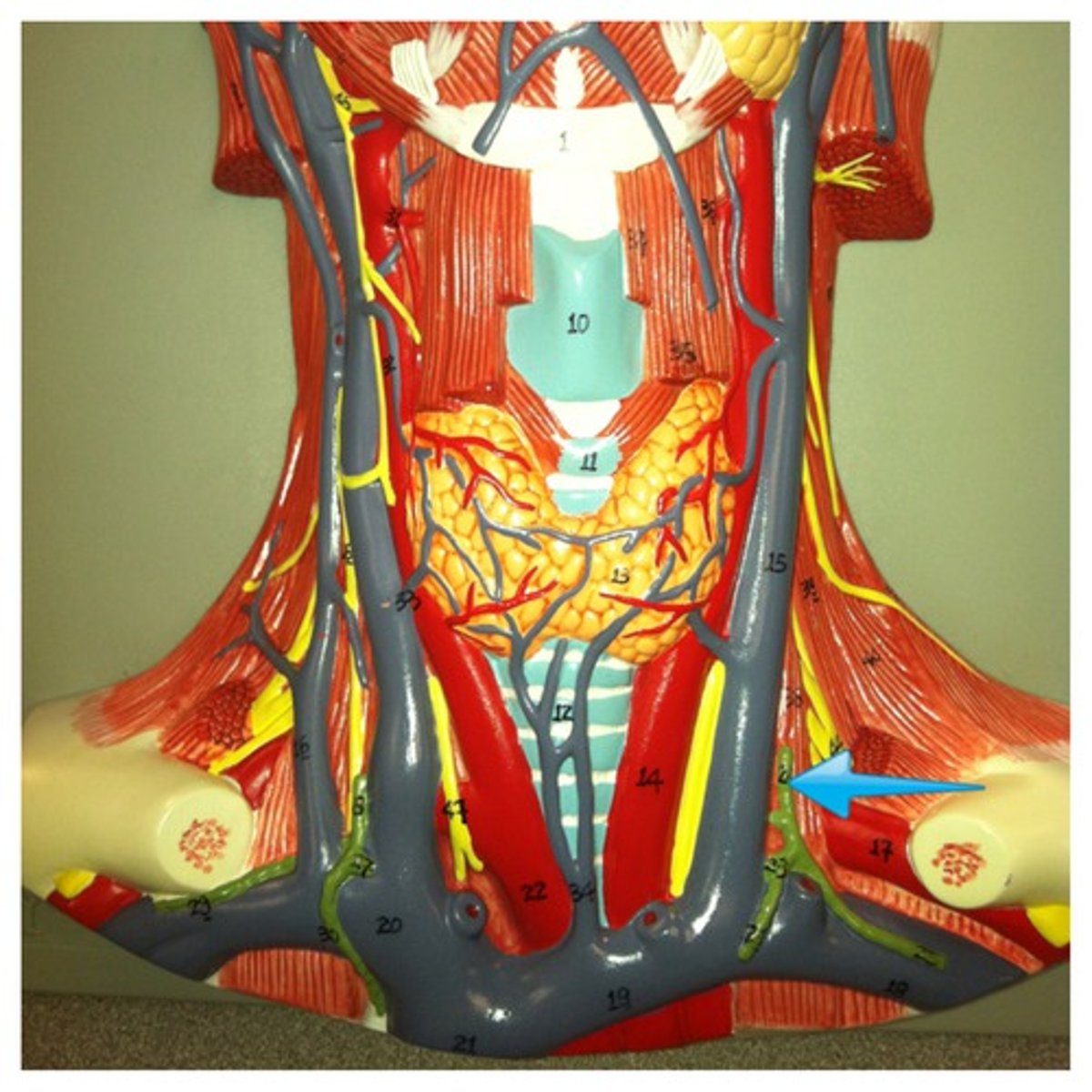 knowt flashcard image