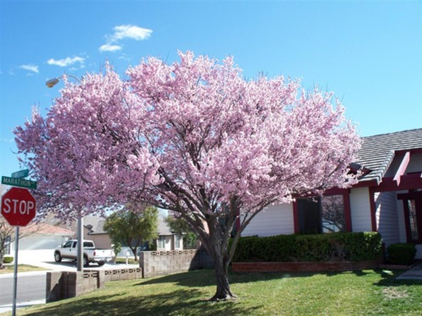 <p>/ˈtʃeri triː/</p><p>(n): cây anh đào</p><p>Ex: The deforestation of cherry trees in urban parks negatively impacts biodiversity and reduces green coverage in cities.</p>