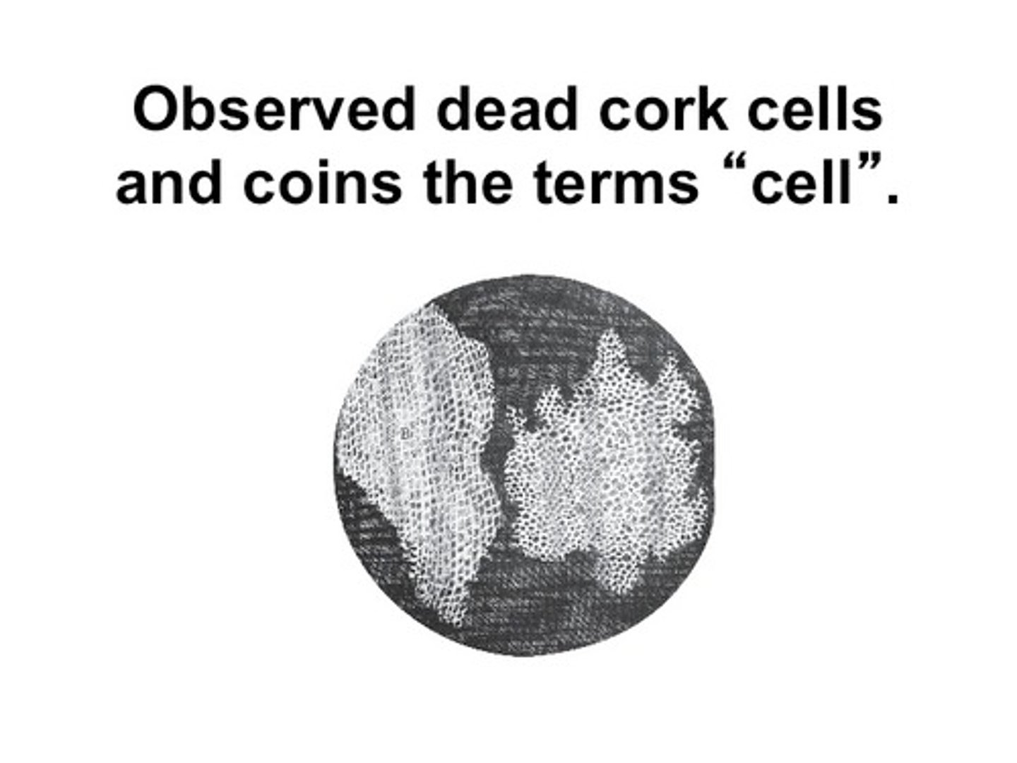 <p>first to observe "small chambers" in cork and call them cells.</p>