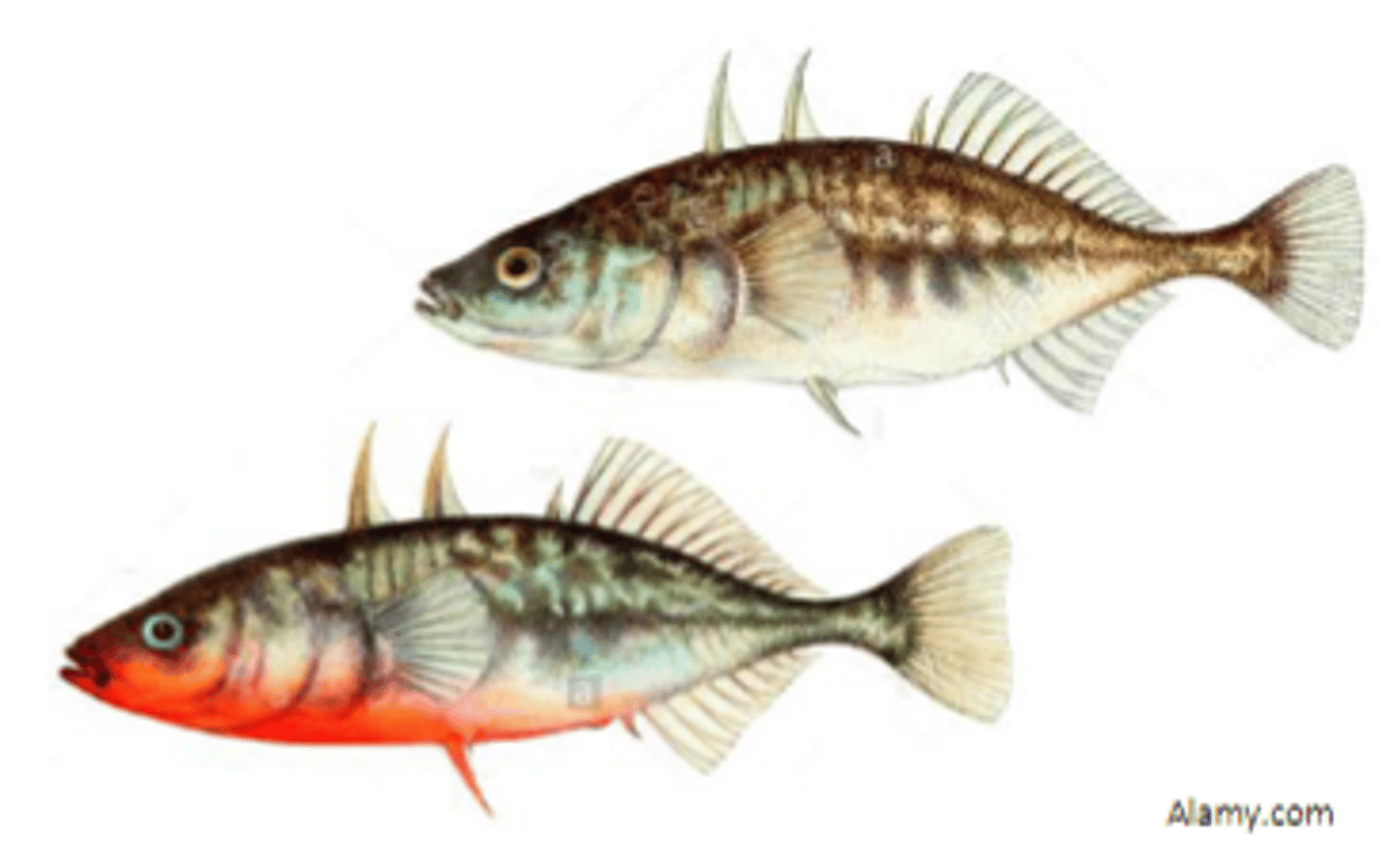 <p>1. Male in nesting territory and an invader red male is introduced --&gt; Male attacks</p><p>2. Male in nesting territory and an invader that was a realistic model with no red underbelly introduced --&gt; Male did not attack</p><p>3. Male in nesting territory is introduced to unrealistic models with a red belly --&gt; Male attacks</p>