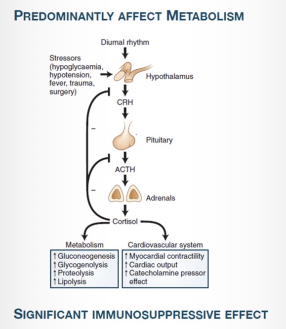 <p>Hypothalamus (CRH) → Pituitary (ACTH) → Adrenal cortex → Cortisol</p>