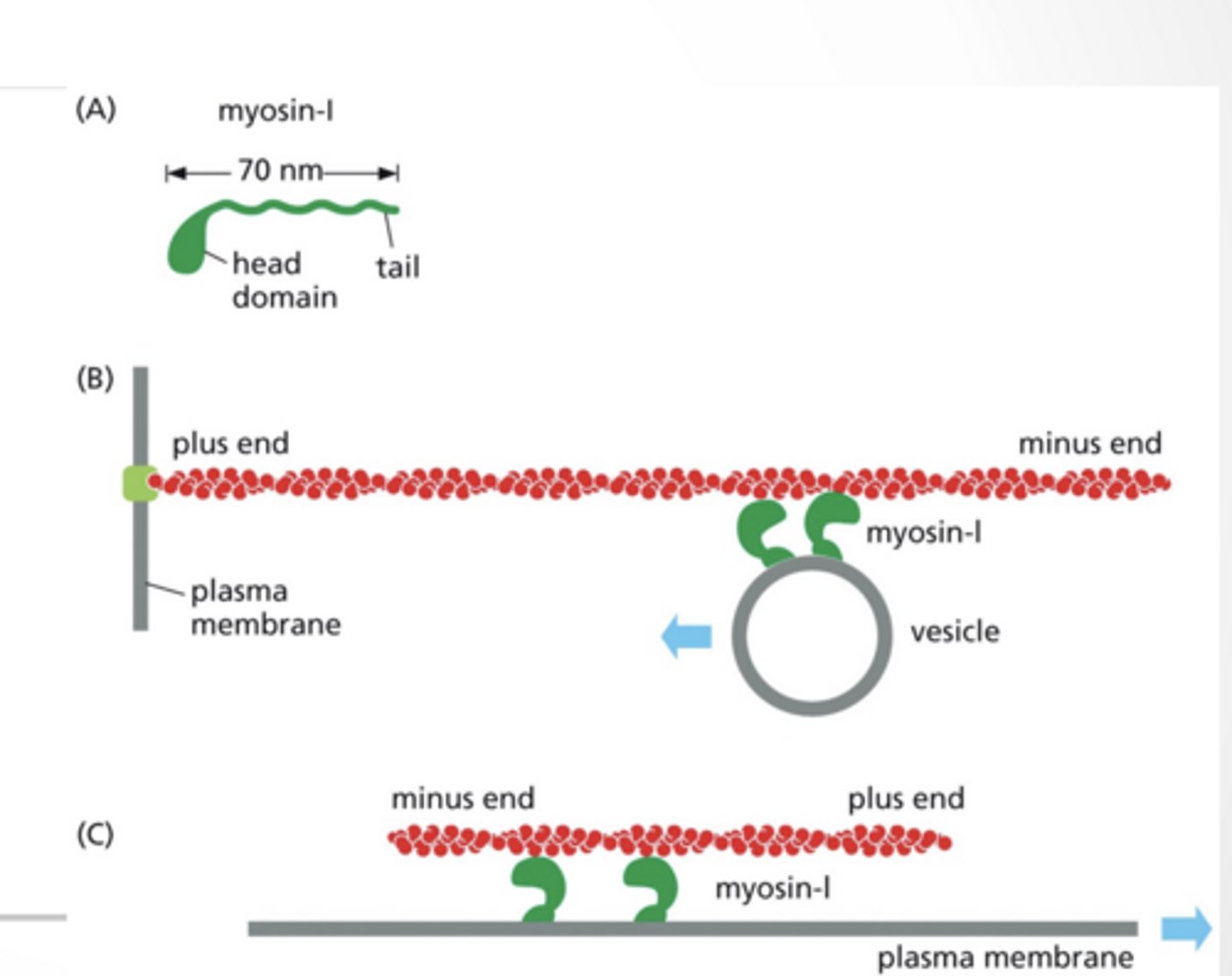 <p>Myosin-I is a simple motor protein with 1 head</p><p>Move vesicles along a fixed actin filament</p><p>Myosin can be fixed and move an actin filament</p><p>toward the + end of actin</p><p>MYOSIN-II HAS TWO HEADS AND CAN FORM FILAMENTS</p><p>2 heads (instead of 1)</p><p>Forms thick filaments</p><p>Used for muscle contraction</p><p>FIXED MYOSIN-II MOVES ACTIN FILAMENTS</p><p>Sliding filament model</p><p>Myosin is fixed in place</p><p>Actin filaments slide past it</p><p>Myosin pulls actin toward the center</p><p>MYOSIN AND ACTIN FORM UNITS CALLED THE SARCOMERE</p><p>The sarcomere is a contractile unit</p><p>Myosin remains in place and actin is pulled together</p><p>Cellular contraction is the Z-discs pulling together</p><p>Look at diagram </p><p>THis is muscle contraction</p>