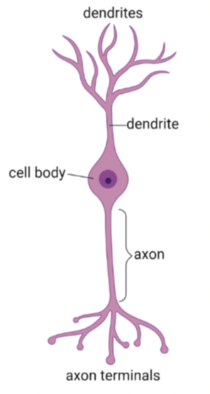 <p>what neuron is this?</p>