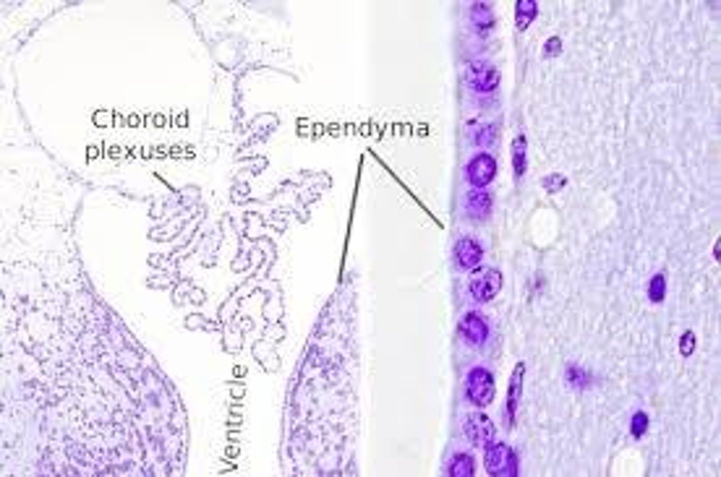 <p>Line cavities and produce cerebrospinal fluid.</p>