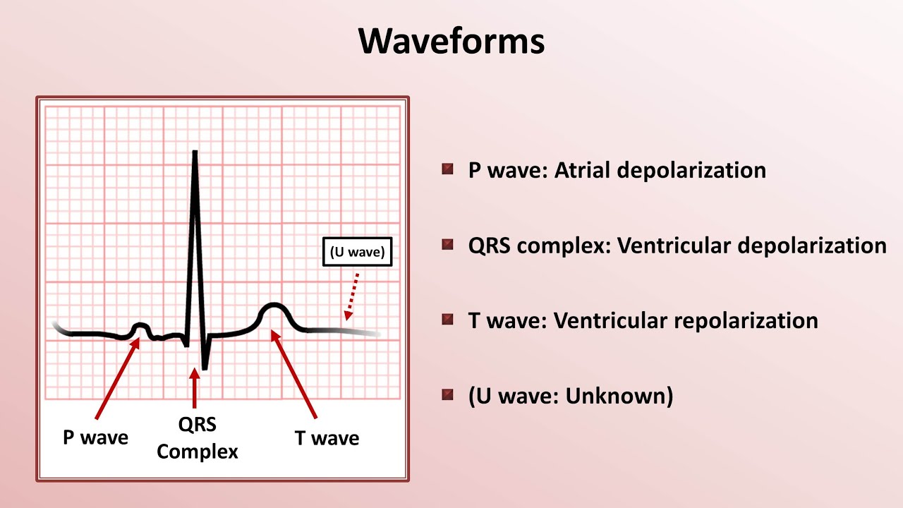<p>P wave: impulse across atria, atrial depolarization </p><p>PR: atria to ventricle movement : <strong>0.12- 0.20 sec</strong></p><p>QRS complex:&nbsp;spread of impulse down the septum around ventricles in Purkinje; ventricular depolarization <strong>&lt;0.12 sec</strong></p><p>QT: <strong>&lt;0.44 sec (varies with HR)</strong></p><p>T: ventricular repolarization&nbsp;</p><p>U-wave : late repolarization</p>