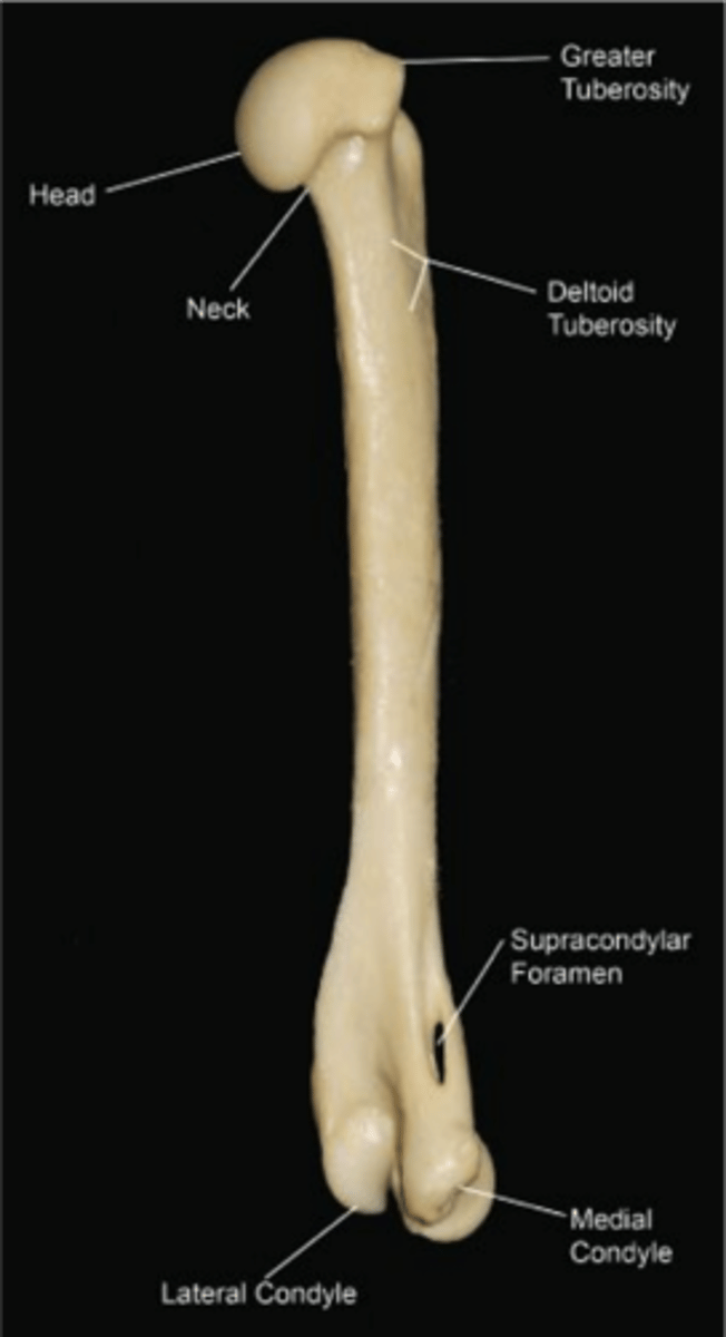 <p>Humerus</p>