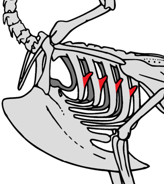 <p>What two main structures, visible within this diagram, aid in flight in birds?</p>