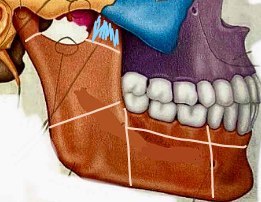 <p>What part of the mandile?</p>