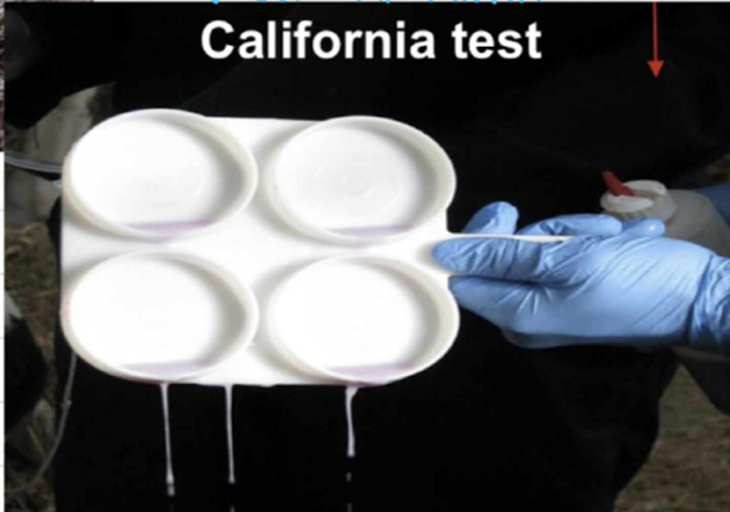 <p>what is the california test used for?</p>