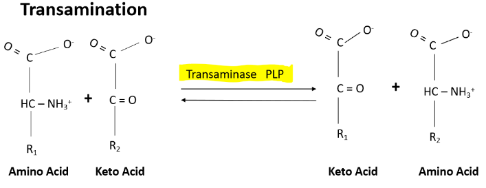<p>One of the main roles of vitamin B6 is when you have a transfer of an amino group from one amino acid to an alpha ketoacid.</p><ul><li><p>This makes a new alpha ketoacid and a new amino acid</p></li><li><p>The enzyme that is necessary for transamination is called transaminase or Aminotransferase</p></li><li><p>PLP is the coenzyme that's important in the involvement of the transferring of the amino group</p></li><li><p>EX.</p><ul><li><p>Glutamate (keto acid) + pyruvate → a-ketogluterate (keto acid) and alanine (amino acid)</p></li><li><p>Enzyme-PLP Schiff base + amino acid → PMP-Enzyme + a-keto acid product → a keto acid substrate → PLP enzyme</p></li></ul></li></ul>