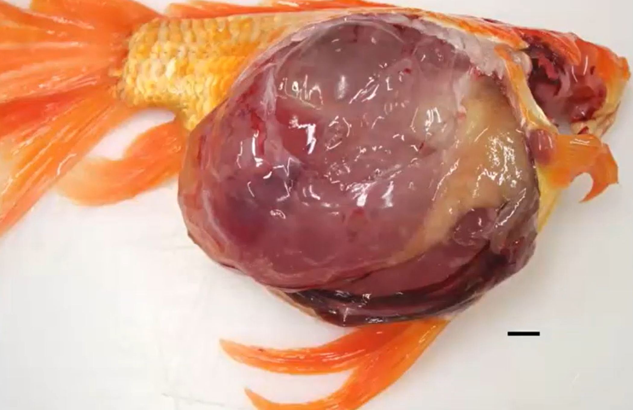 <p>Goldfish. Name the condition. </p>