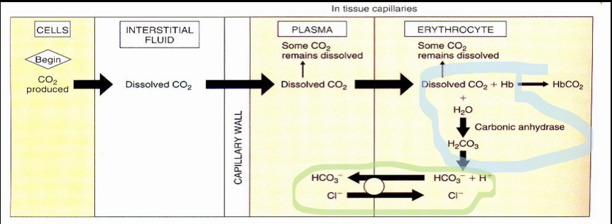 CO2 produced in tissues → lungs


1. tissues: CO2 made
2. interstitial fluid: dissolved CO2
3. capillary wall
4. plasma: some CO2 remains dissolved
5. RBC: some remains dissolved, dissolved CO2 + Hb → HbCO2, dissolved CO2 + H2O + carbonic anhydrase = H2CO3 = H + HCO3
6. plasma: HCO3 passed from RBC to plasma, plasma \[Cl-\] sent to RBC, neutral cell charge 

carbonic anhydrase in RBC not plasma

chloride shift: anion exchange, co-transport of Cl ion into RBC while bicarbonate moves into plasma, maintains electroneutrality, antiporter

consequence of chloride shift: Bohr effect

Bohr effect: transfer of bicarbonate out of the RBC to plasma raises H in RBC, decreases pH, helps offload O2 from Hb by reducing binding affinity