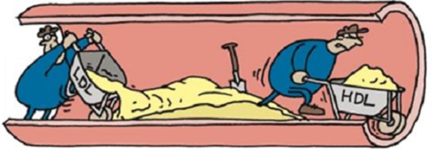 <p>blood fat that transports cholesterol to organs and tissues; excess amounts result in the accumulation of fatty deposits on artery walls</p>