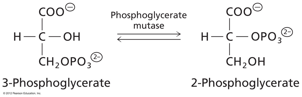 <p>3-Phosphoglycerate converted to 2-Phosphoglycerate</p><p>Enzyme: Phosphoglycerate mutase: an isomerase</p>