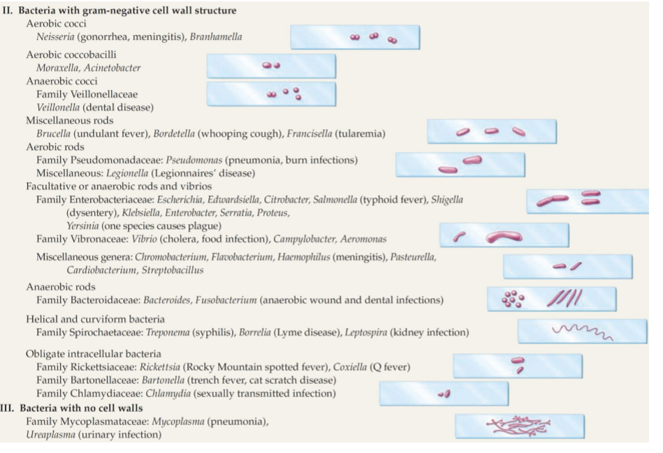 <ul><li><p>Neisseria Gonnorhoea &amp; meningitis</p></li><li><p>Brucella, Bordetella coughs and fevers</p></li><li><p>Pseudomonas</p></li><li><p>E.coli</p></li><li><p>Salmonella</p></li><li><p>shigella</p></li><li><p>enterobacter</p></li><li><p>V.cholera</p></li><li><p>chlamidya</p></li><li><p>campylobacter</p></li><li><p>fusobacterium (anaerobic wound and dental infection)</p></li><li><p>ureaplasma (urinary infections)</p></li></ul><p></p>