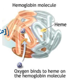 <p>what is oxygen transport?</p>