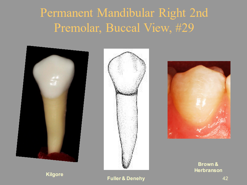 <p>Permanent Mandibular Right 2nd Premolar, Buccal View, #29</p>