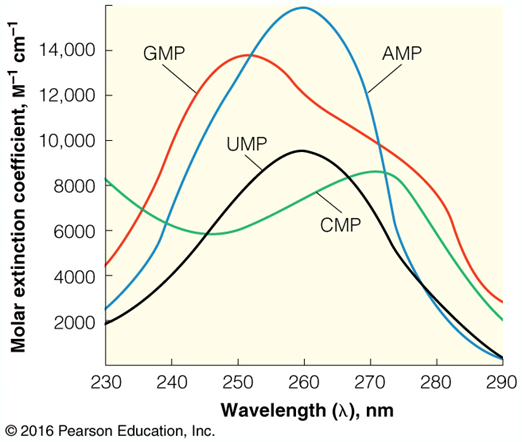 <p>250-270 nm</p><p>UV light absorption is used to detect and quantitate nucleic acids</p>