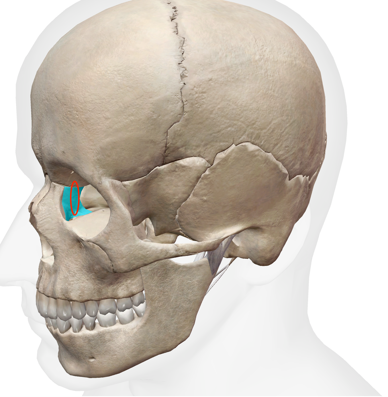<p>main indent on the lacrimal bone </p>