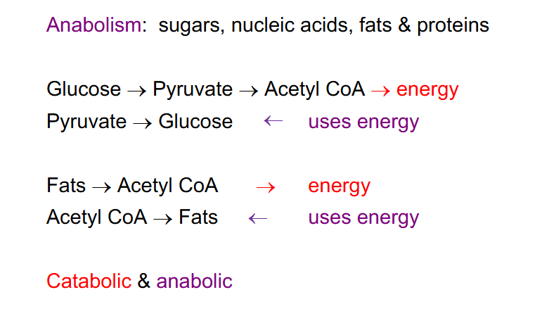 <p>Biosynthesis of Macromolecules</p>