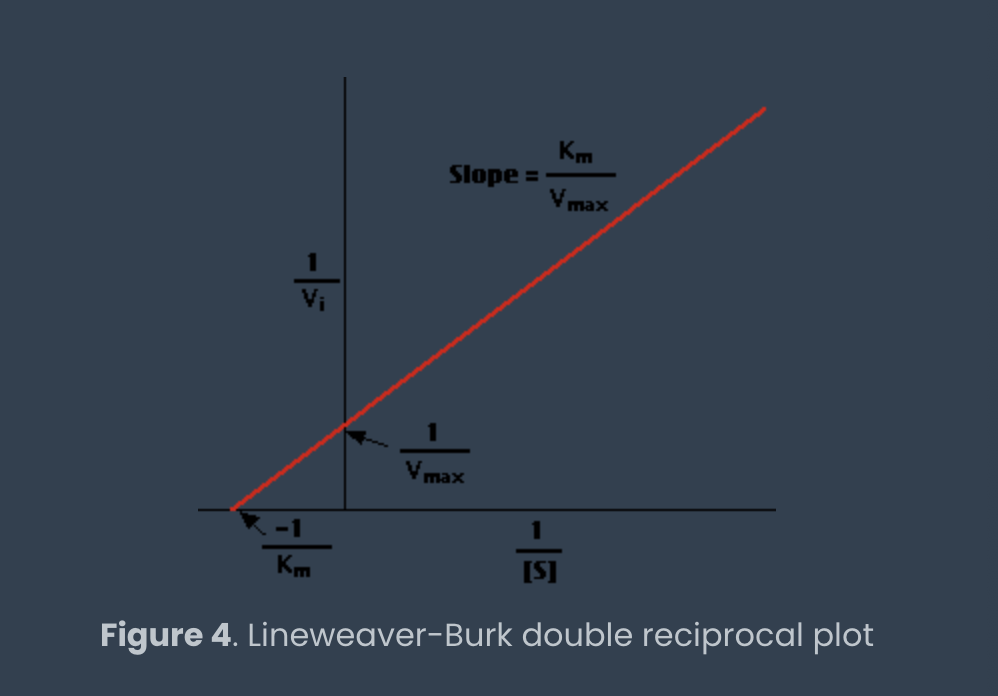 <ul><li><p>Vmax is reciprocal of y-intercept</p></li><li><p>Km is reciprocal of negative X intercept</p></li></ul><p></p>