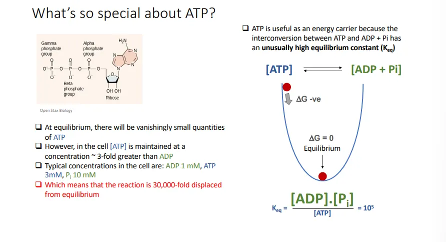 <ul><li><p>it has an unusually <strong>high equilibrium constant</strong> (conc of products/conc of reactants), so at equilibrium, there is an extremely small amount of ATP compared to ADP</p><ul><li><p>however, <strong>ATP </strong>is maintained at<strong> high concentrations away</strong> from equilibrium in the cell</p></li><li><p>this greatly <strong>favours the forwards hydrolysis reaction</strong>, as the system tries to reach equilibriu,</p></li><li><p>this means the hydrolysis of ATP releases even <strong>more free energy</strong></p></li></ul></li><li><p>ATP is <strong>thermodynamically unstable</strong>, so when it breaks down it releases lots of free energy, but it is <strong>kinetically stable</strong>, so it has a slow rate of hydrolysis</p><ul><li><p>this means it needs enzymes to speed up the reaction and<strong> doesn’t break down spontaneously</strong></p></li></ul></li><li><p>at the same time, the hydrolysis of ATP doesn’t release as much free energy as hydrolysing some other phosphate compounds</p><ul><li><p>this <strong>intermediate free energy</strong> means the reverse <strong>condensation reaction can be driven by coupling</strong> it to the hydrolysis of other phosphate compounds</p></li><li><p>this is<strong> substrate level phosphorylation</strong></p></li></ul></li></ul><p></p>