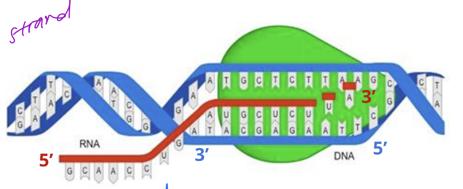 <p>mRNA is synthesised from <strong>5’ to 3’</strong></p>