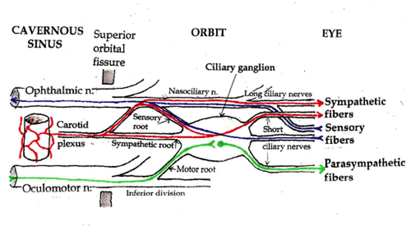 <p>Short ciliary nerves</p>