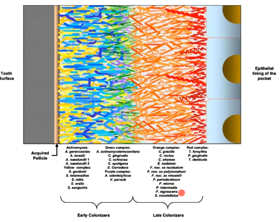 <p>The later colonizers, usually what we talk about as pathogenetic (e.g pariopathogens); these can result in periodontal disease(tissue degradation) as they continue growing and going under the gingiva; late colonizers are highly and inflammophilic </p>