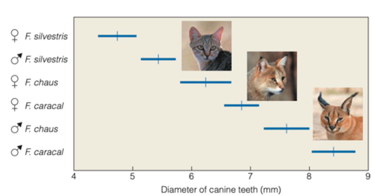 <p>PURPOSE?</p><p>- colleagues from the Middle East examined differences among species in the size of canine teeth, which were cricual to wild cats in capturing and killing their prey</p><p>----------------</p><p>RESULTS:</p><p>- found systematic differences in the size of the canine teeth within the same cat species and coexisting cat species.</p>