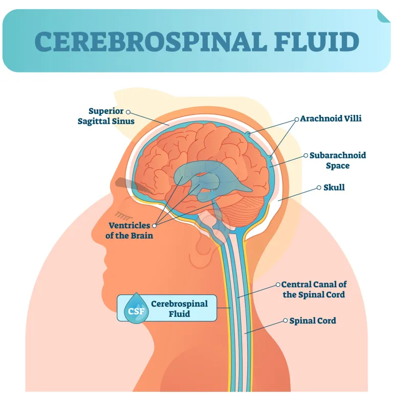 <ul><li><p>around brain and spinal cord</p></li><li><p>in subarachnoid space and ventricles</p></li><li><p>CAN cross the blood brain barrier (BBB)</p></li></ul><p></p>