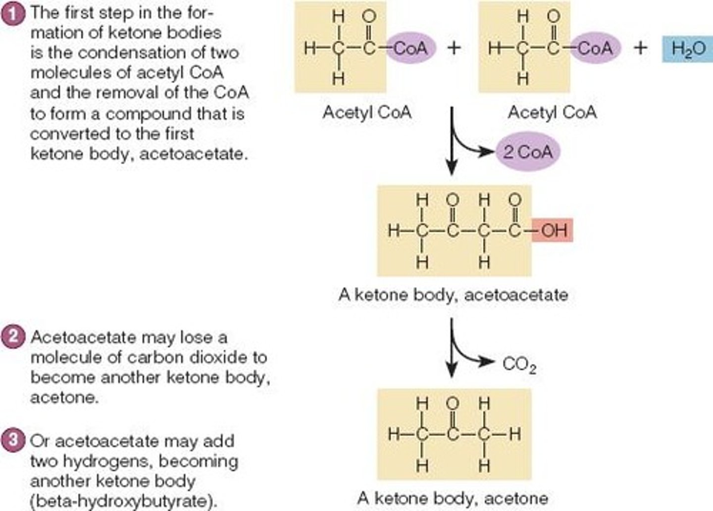 <p>The body starts to create ketone bodies from fat.</p>
