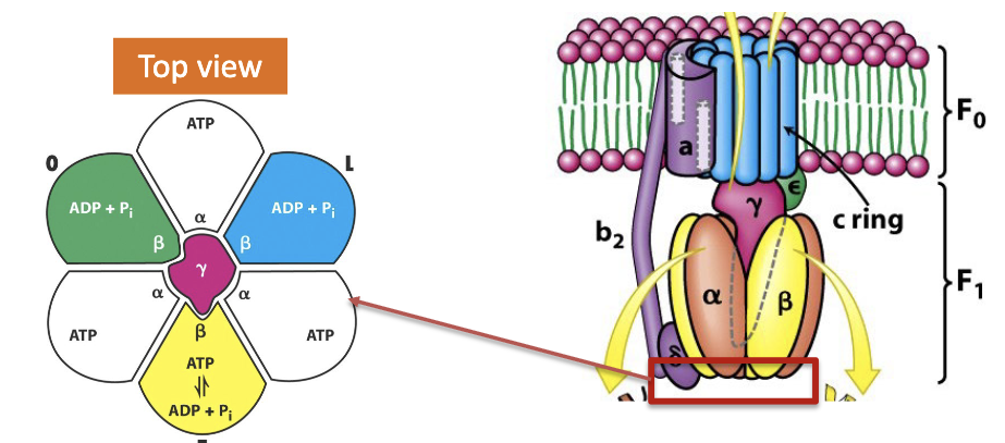<p>The γ subunit rotates and interacts with all three β subunits causing them to adapt one of three conformations:</p><ol><li><p>Loose (L): Binds ADP and P<sub>i </sub>and traps them in active site</p></li><li><p>Tight (T): Binds very strongly to ATP (drives ATP synthesis by binding energy)</p></li><li><p>Open(O): lowest affinity, releases bound ATP</p></li></ol><p></p>