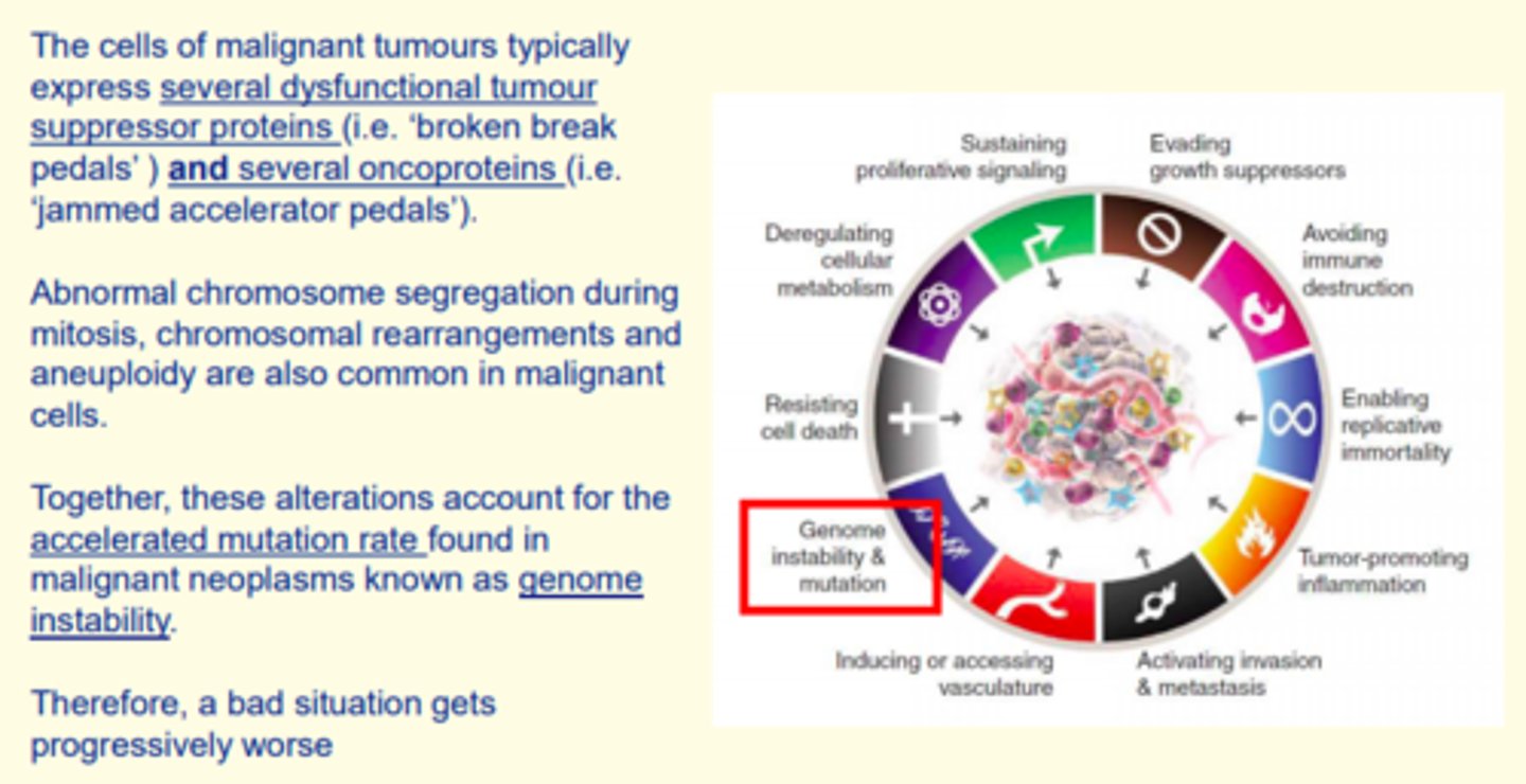 <p>The cells of malignant tumours typically express several dysfunctional tumour suppressor proteins and several oncoproteins.</p><p>Abnormal chromosome segregation during mitosis, chromosomal rearrangements and aneuploidy are also common in malignant cells. </p><p>Together, these alterations account for accelerated mutation rate found in malignant neoplasms known as genome instability.</p>
