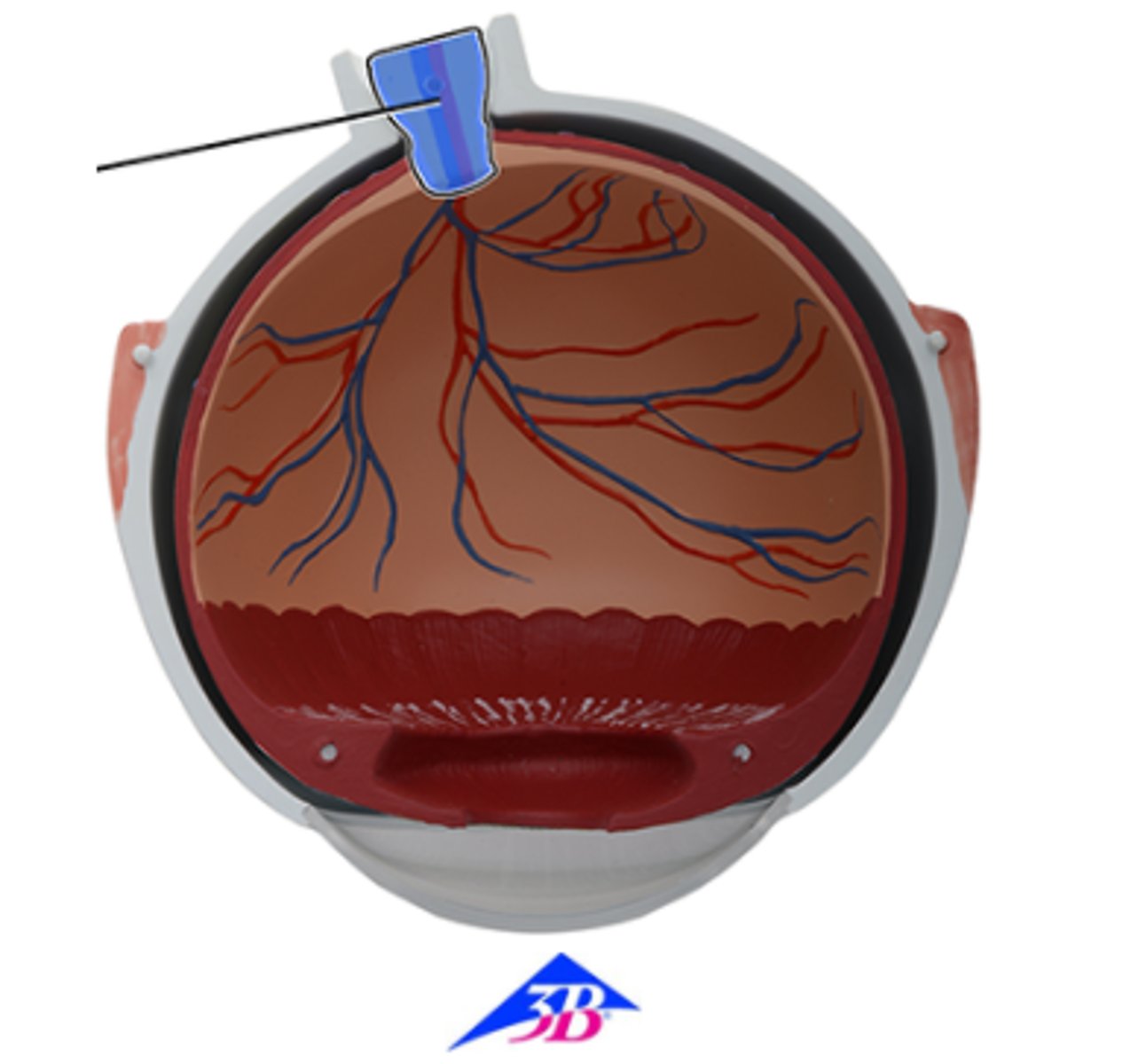 <p>Which structure is highlighted and indicated by the leader line?</p><p>a. Optic nerve (CN II)</p><p>b. Retina</p><p>c. Central artery of retina</p><p>d. Choroid</p><p>e. Optic disc</p><p>f. Central vein of retina</p>