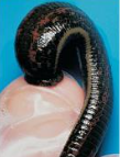 <p>sedentarians (annelids), no bristles no parapodia, fresh water mostly, anti-coagulant (hirudin)</p>