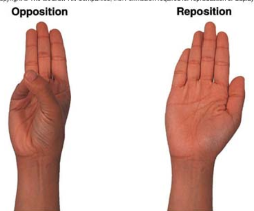 <p>Opposition: occurs when the thumb meets one of the other fingers</p><p>Reposition: when the thumb is returned to its anatomical position</p>
