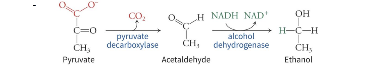 <p>glucose to ethanol </p><p>Pyruvate carboxylase catalyzes the decarboxylation of pyruvate - Alcohol dehydrogenase reduces the acetaldehyde to ethanol, regenerating NAD+</p><p>Enzymes: </p><ul><li><p>pyruvate decarboxylase </p></li><li><p>alcohol dehydrogenase</p></li></ul>