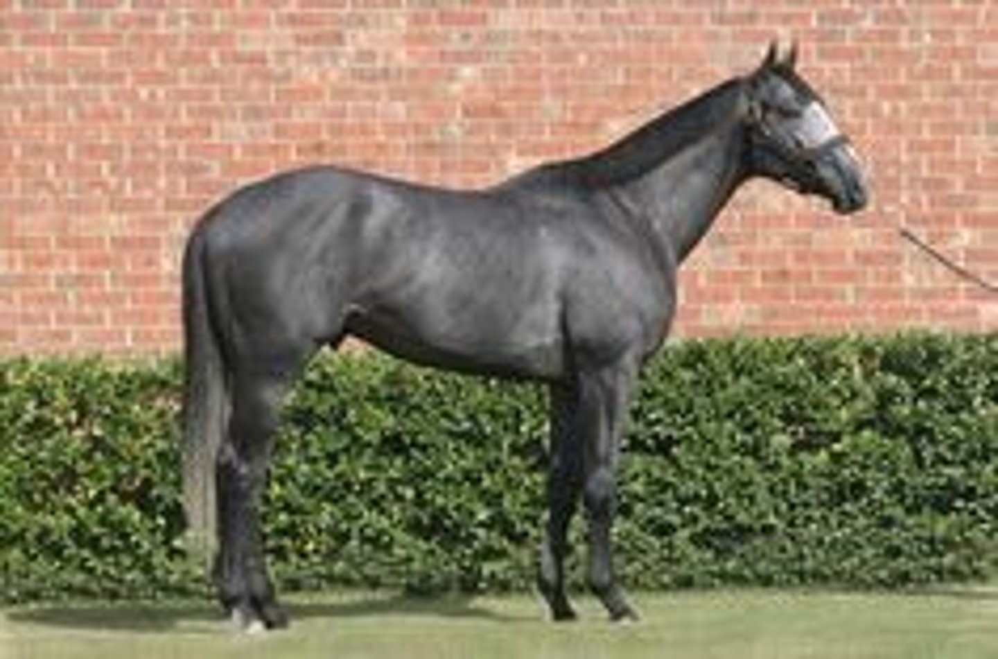 <p>type of gray that is generally black but has white hair</p>