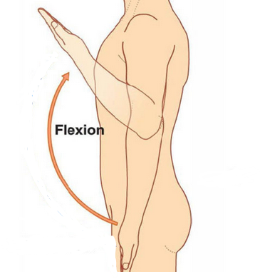 <p>La flexion du coude</p>
