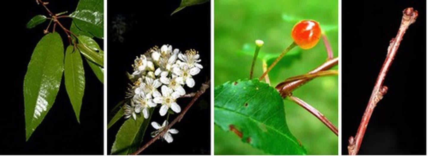 <p>Rosaceae Prunus pensylvanica</p>