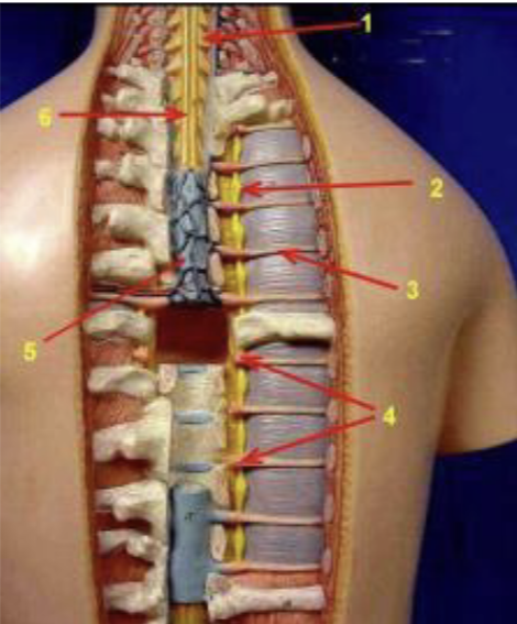 <p>ID the structure indicated by 6</p>